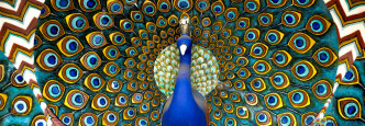 Peacock, India